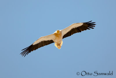 Egyptian Vulture - Neophron percnopterus