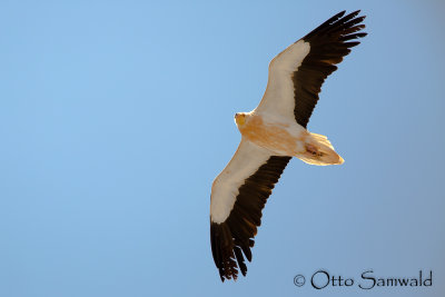 Egyptian Vulture - Neophron percnopterus