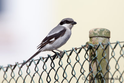 Great Grey Shrike - Lanius excubitor koenigi