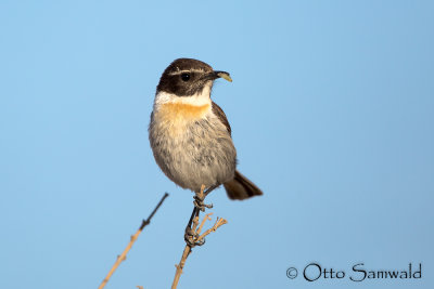 Fuerteventura Chat - Saxicola dacotiae