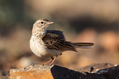 Berthelotīs Pipit - Anthus berthelotii