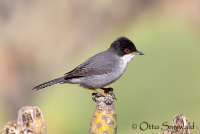 Sardinian Warbler - Sylvia melanocephala