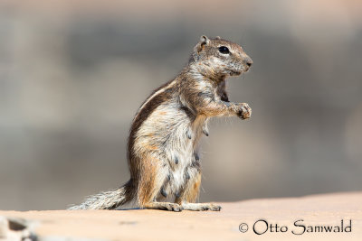 Barbary Ground Squirrel - Atlantoxerus getulus