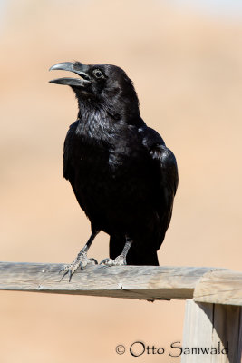 Common Raven - Corvus corax tingitanus