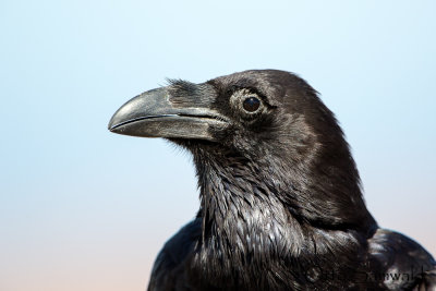 Common Raven - Corvus corax tingitanus
