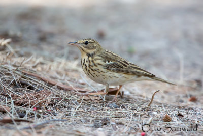 Tree Pipit - Anthus trivialis