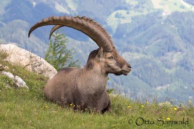 Alpine Ibex - Capra ibex