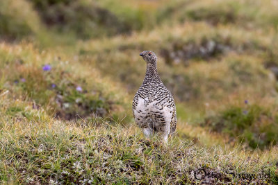 Rock Ptarmigan - Lagopus mutus