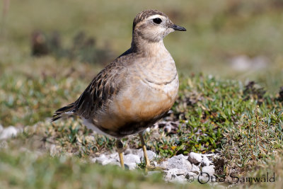 Dotterel - Charadrius morinellus