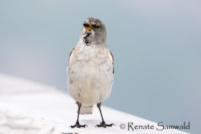 White-winged Snowfinch - Montifringilla nivalis