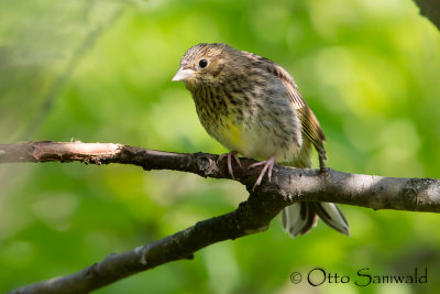 Yellowhammer - Emberiza citrinella