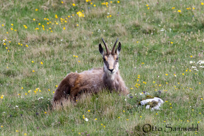 Chamois - Rupicapra rupicapra