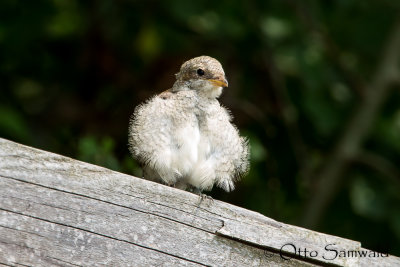 Red-backed Shrike - Lanius collurio