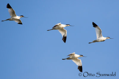 Avocet - Recurvirostra avosetta