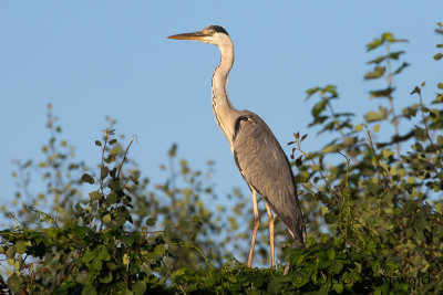 Grey Heron - Ardea cinerea