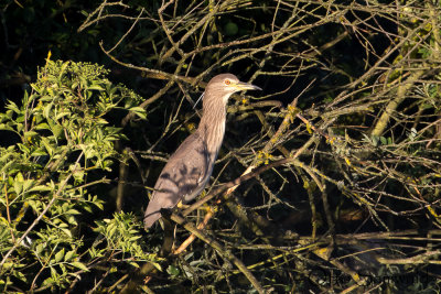 Black-crowned Night Heron - Nycticorax nycticorax