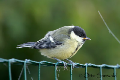 Great Tit - Parus major