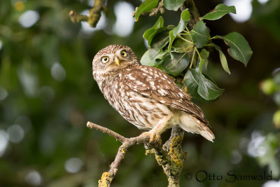 Little Owl - Athene noctua