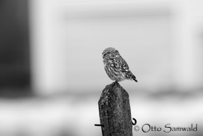 Little Owl - Athene noctua