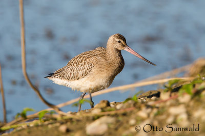 Bar-tailed Godwit - Limosa lapponica