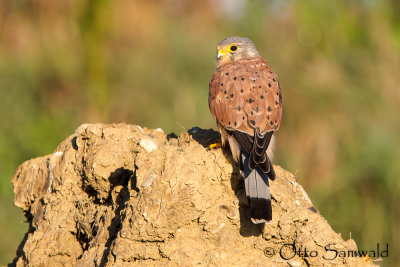 Kestrel - Falco tinnunculus