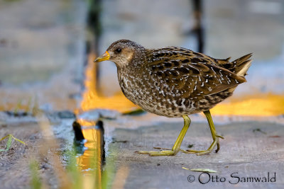 Spotted Crake - Porzana porzana