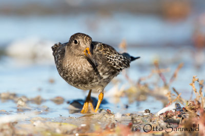 Purple Sandpiper - Calidirs maritima