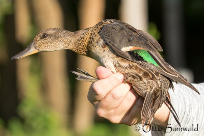 Eurasian Teal - Anas crecca