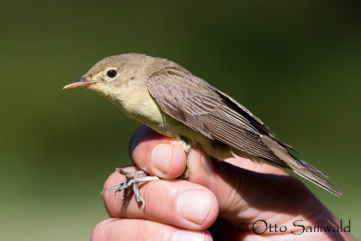 Bird Ringing