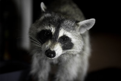 Visitor