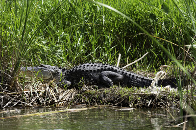 Sunbathing
