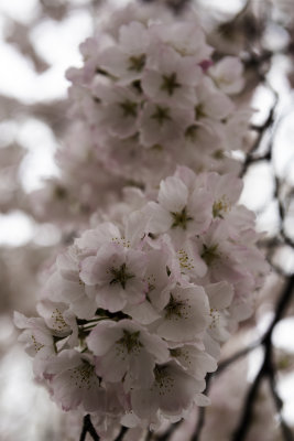 Cherry Blossom