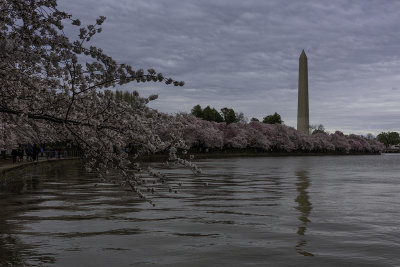 Tidal Basin