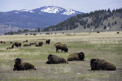 Lazy Bison