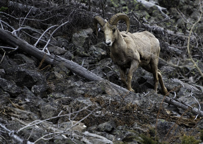 Rare Ram