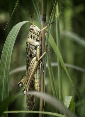 grasshopper details