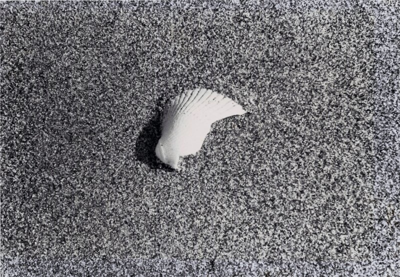 Sea Shell on Sand