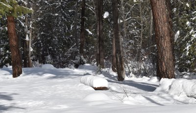 PicNic Table Snow Guage.jpg