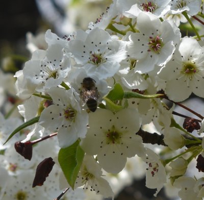 Pollinating