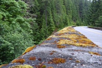 Mossy Bridge Railing
