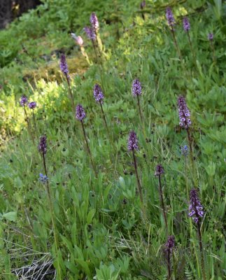 Ahtanum State Forest July 2020