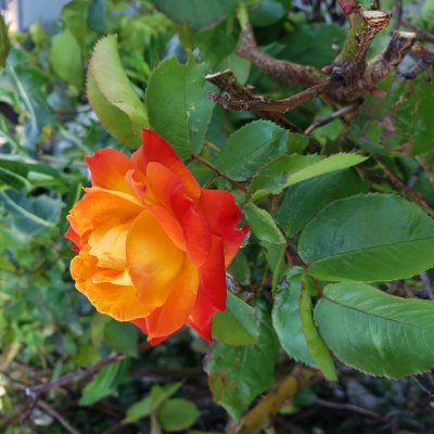 Rose in the morning light