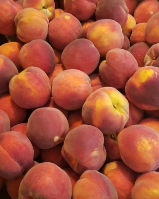 Fresh picked peaches