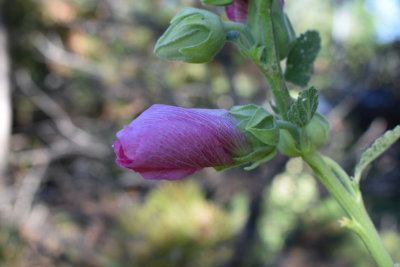 Holly hock starting to unwind 