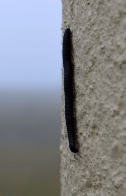 Millipede on Prom light post