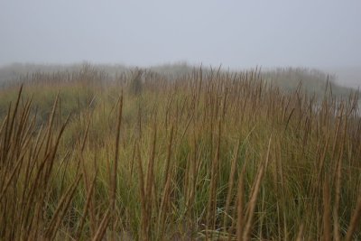 Beach Grass in the Fog