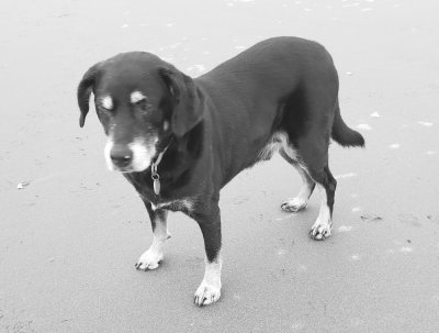 Beached Pilot B&W