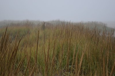 Foggy Beach Grass