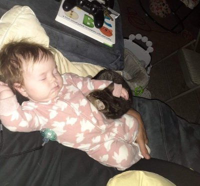 Cat Nap