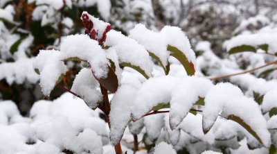 Christmas Snow 2020 on Oregon Grape